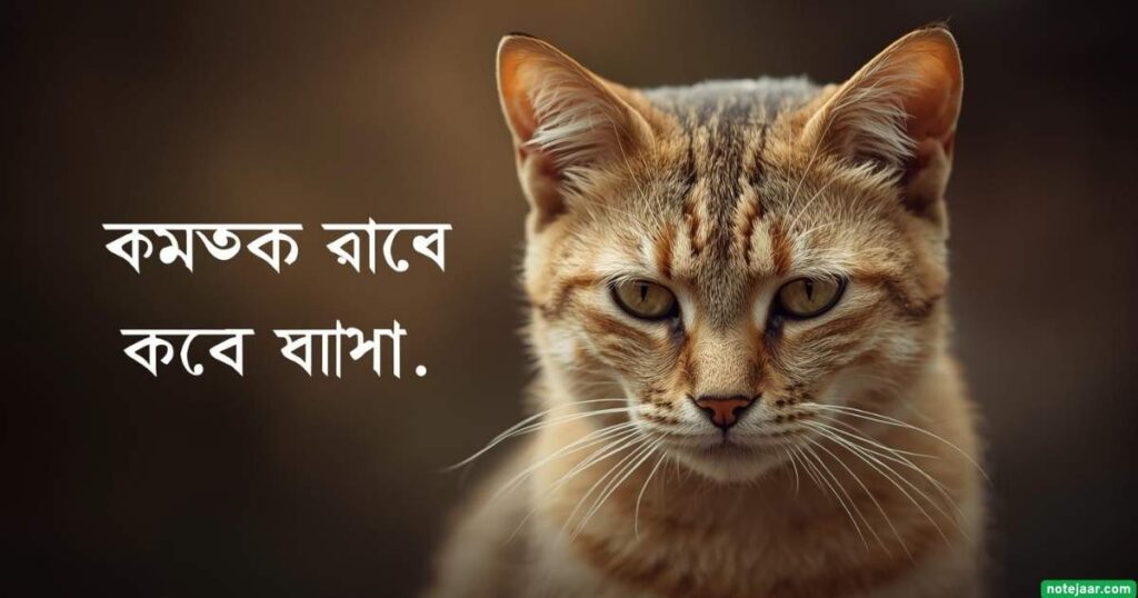 বিড়াল নিয়ে sad ক্যাপশন